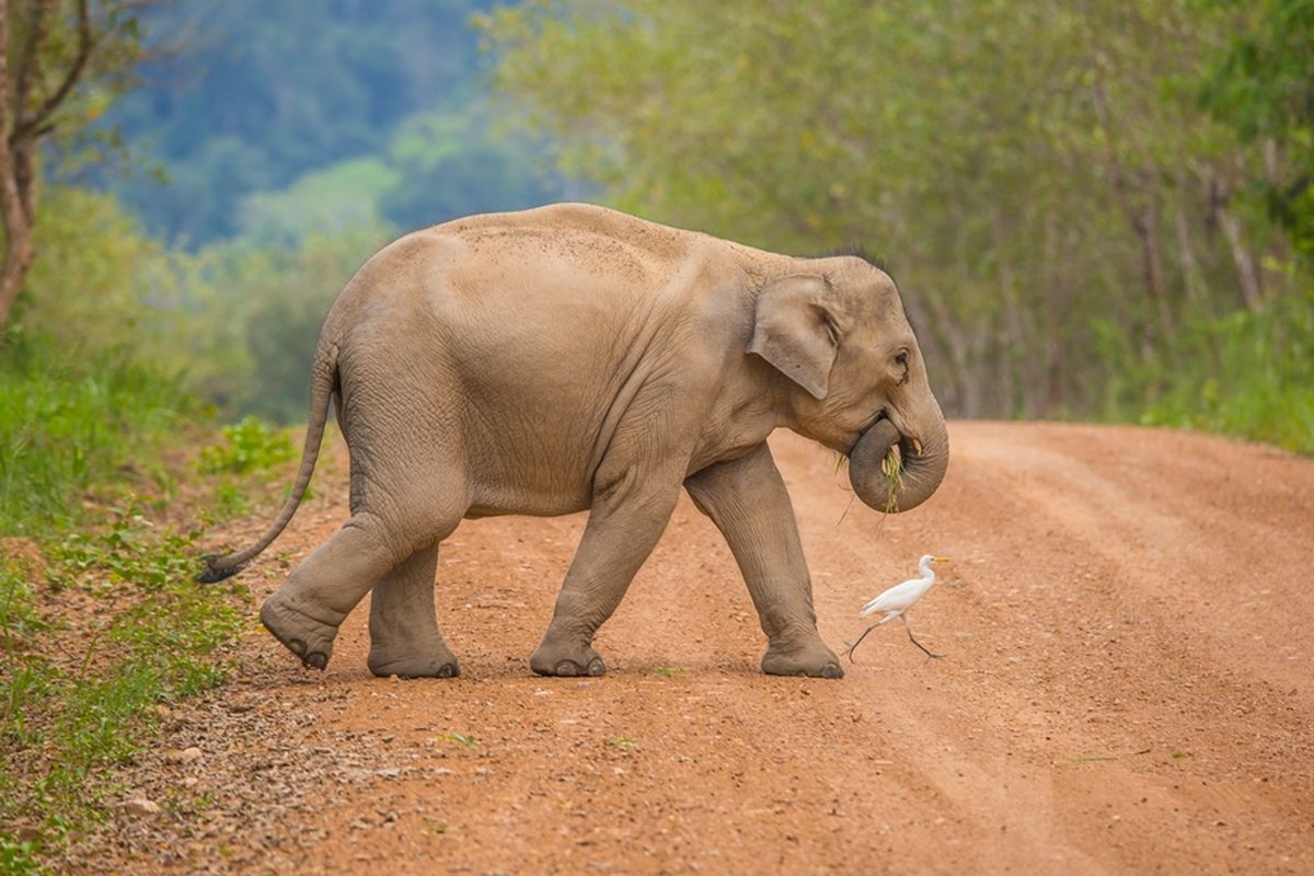 Ilustrasi gajah Asia. Kawanan gajah rusak perkebunan di Kabupaten Pidie.