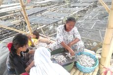 Hasil Laut Tak Menentu, Pembuat Ikan Asin di Demak Kekurangan Bahan Baku