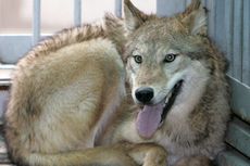 Hari Ini dalam Sejarah: Ilmuwan Korsel Ciptakan Kloning Serigala Pertama di Dunia
