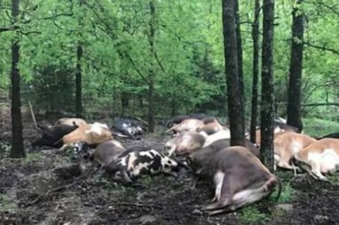 Belasan Sapi di Kupang Mati Tersambar Petir