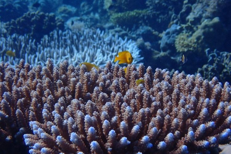 Terumbu karang di perairan Pulau Panjang, Sumbawa, Nusa Tenggara Barat.