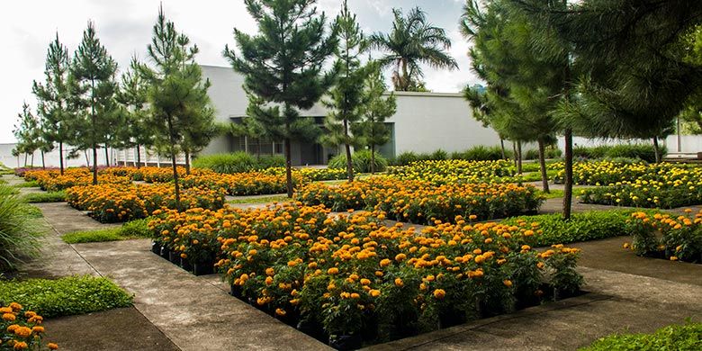 Marigold yang merupakan tanaman atsiri di Rumah Atsiri, Karanganyar.
