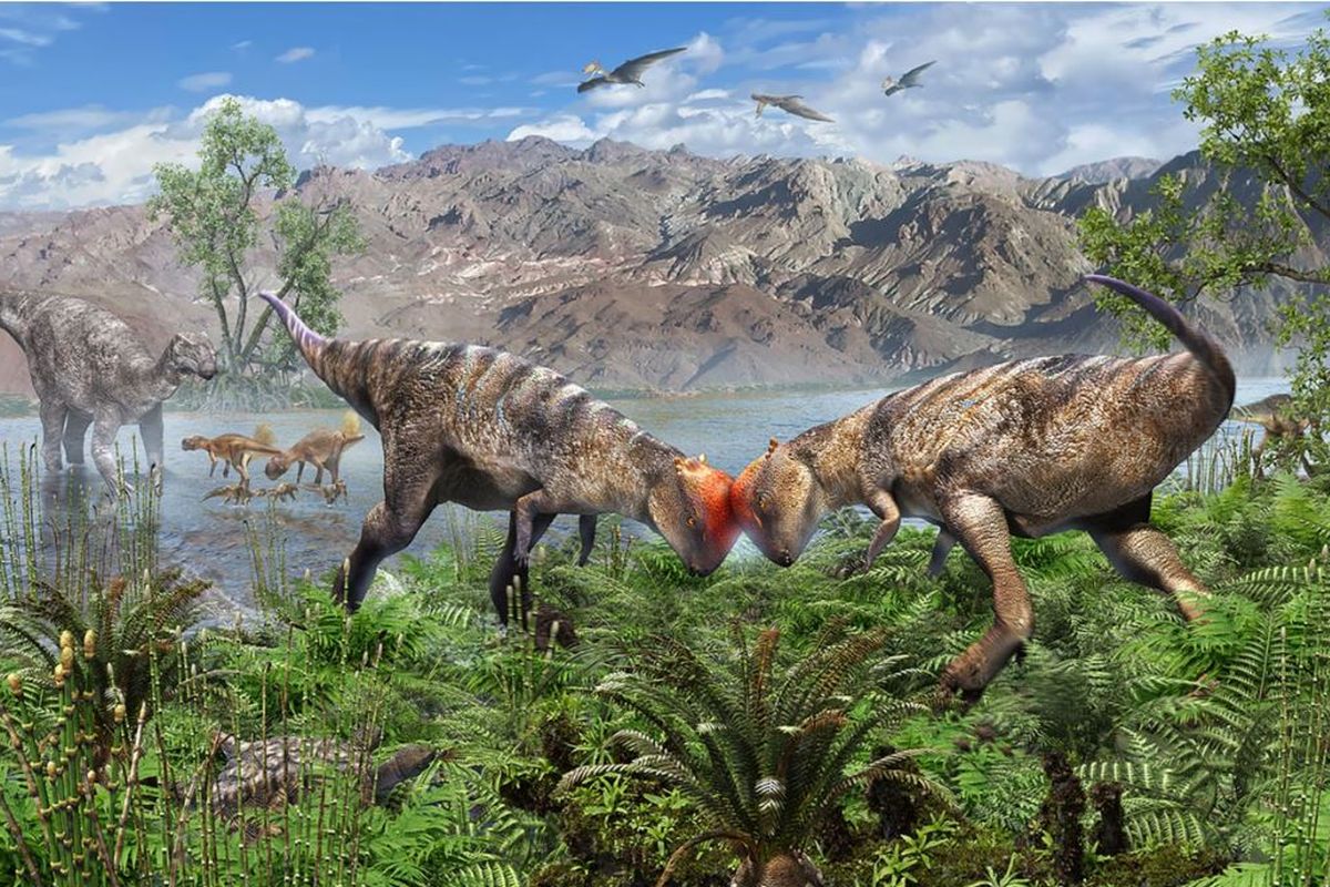 Dalam rekonstruksi karya seniman ini, dua pachycephalosaurus dari spesies baru Zavacephale rinpoche sedang beradu, saling menyundul yang menurut beberapa peneliti mungkin menjadi penyebab tengkorak mereka menebal.