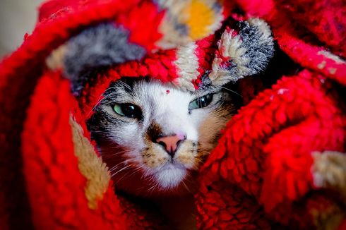 Mengapa Flu pada Kucing Susah Sembuh? Ini Penjelasannya