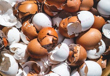 Manfaat Cangkang Telur untuk Tanaman Tomat, Bisa Perbanyak Hasil Panen