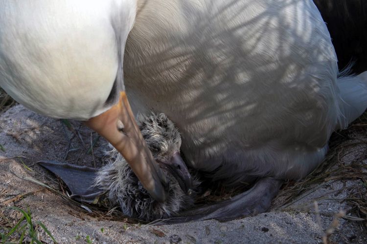 Burung yang dianggap sebagai burung tertua di dunia, Wisdom, telah menetaskan telurnya dalam usia 70 tahun di Atol Midway, Amerika Serikat (AS), di perairan Pasifik Utara pada Februari.