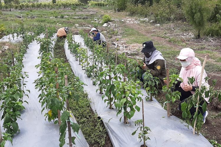 Tim MBKM saat mengukur parameter pertumbuhan tanaman cabai rawit di Desa Kedungpoh, Gunungkidul, Yogyakarta, beberapa waktu lalu. 