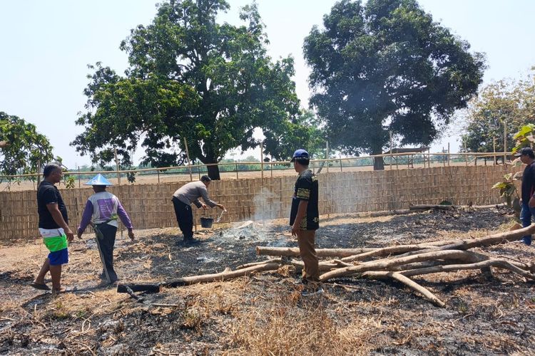 Kebakaran Kebun Mangga di Indramayu Nyaris Merambat ke Pemukiman, Petugas dan Warga Bahu Membahu Padamkan Api