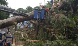 Cuaca Ekstrem Landa Kota, Pemkot Semarang Gerak Cepat Evakuasi Pohon Tumbang