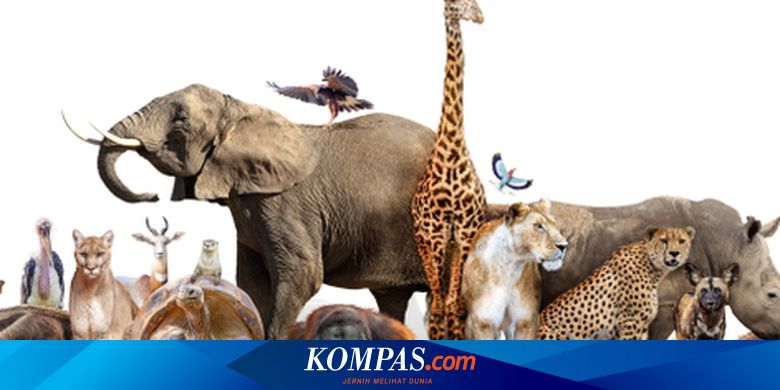 Apakah Hewan Juga Menerapkan "Social Distancing"?