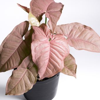 Ilustrasi tanaman Syngonium Pink Allusion. 