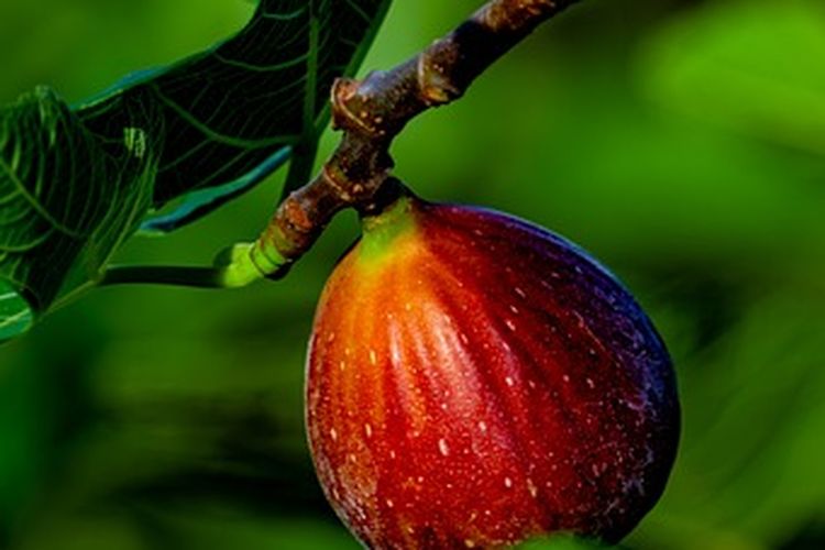 Ilustrasi tanaman buah tin