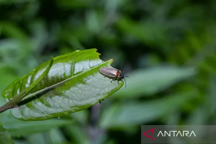 Kebun Raya Bedugul di Bali menghadirkan petualangan melihat kunang-kunang sebagai sarana edukasi lingkungan.