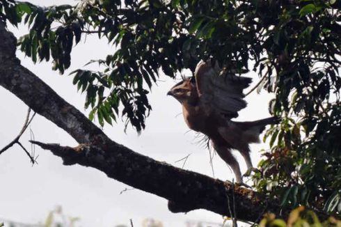 Burung Garuda Kembali Ditemukan