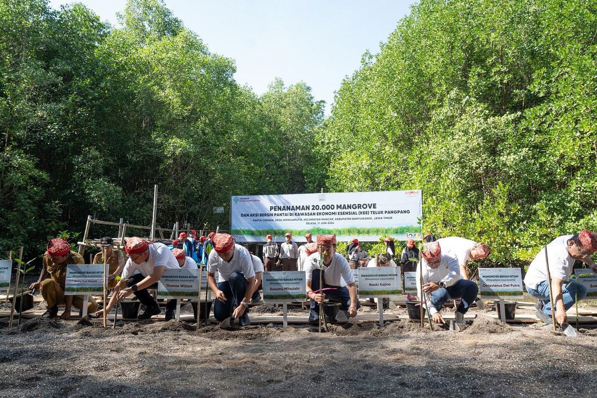 Yayasan Astra Honda Motor (AHM) menggelar aksi menanam 20.000 mangrove di kawasan Kawasan Ekonomi Esensial (KEE) Teluk Pangpang, Banyuwangi, Jawa Timur