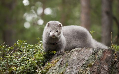 Scientists Study Coronavirus Outbreaks in Europe's Mink Farms