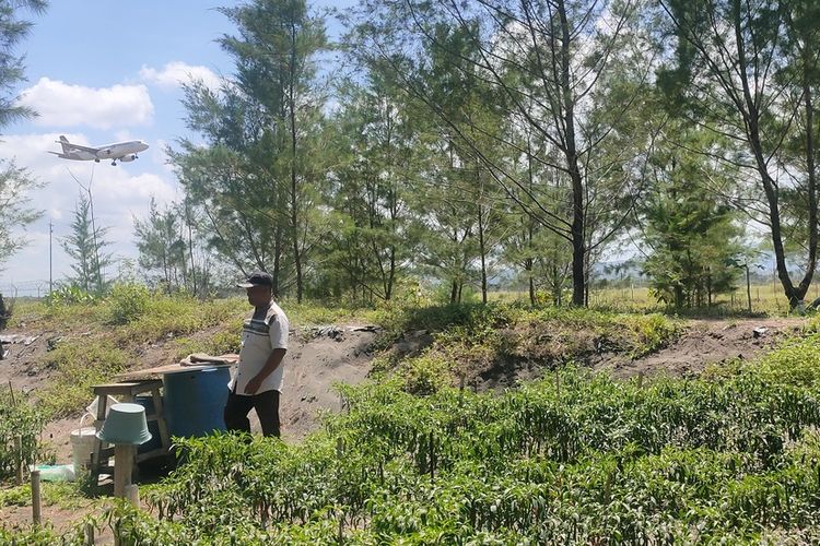 Janji Kerja di Bandara YIA Tak Terealisasi, Warga Jangkaran Bertani Cabai di Sabuk Hijau