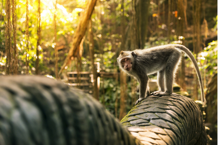 Ilustrasi monyet di Sangeh Monkey Forest. Kawanan monyet perampok di Kota Yamaguchi, Jepang, telah melukai 49 orang hingga Selasa (26/7/2022).