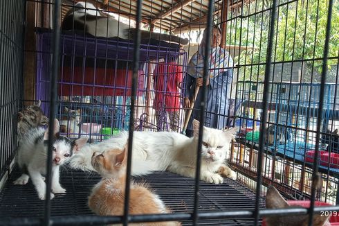 Kisah Dita Rawat 250 Kucing Telantar, Keluarkan Rp 1 Juta Sehari untuk Pakan