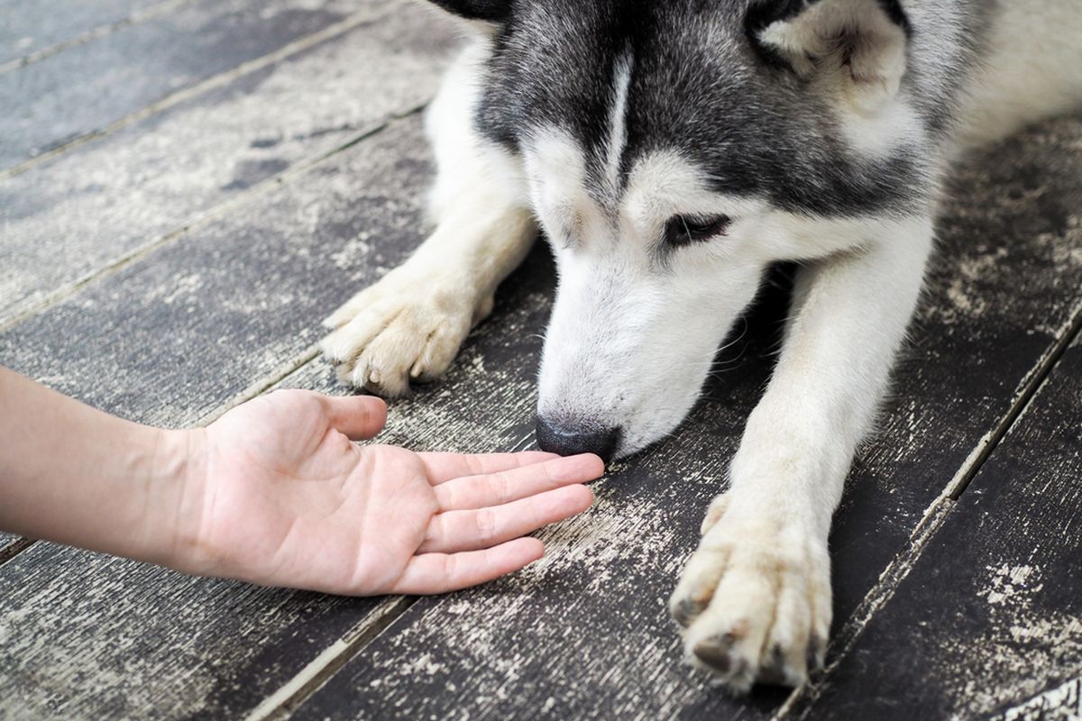 Ilustrasi anjing mencium bau