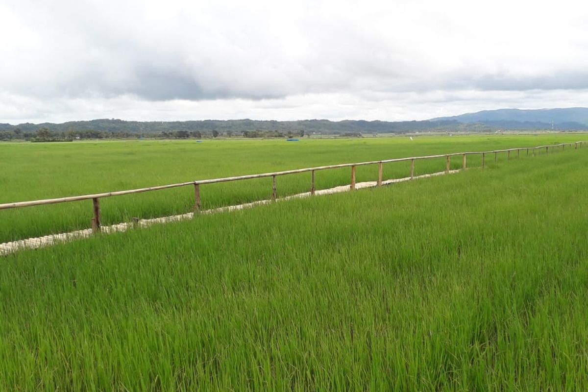BPS merilis adanya potensi peningkatan produksi padi pada tahun 2021 sebesar 4,86 juta hektar.