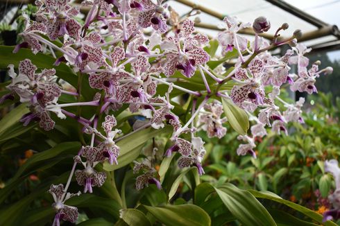 Anggrek Vanda Tricolor, Ikon TN Gunung Merapi yang Mulai Langka