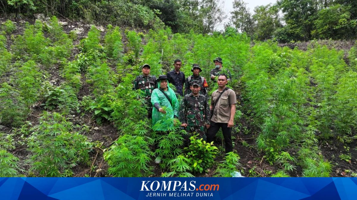 Berawal dari Laporan Warga, TNI Musnahkan Ladang Ganja 2,5 Hektare Siap Panen di Aceh Besar