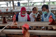 Antisipasi Telur Berdioxin, Khofifah Sidak Peternakan Ayam Petelur, Ini Hasilnya