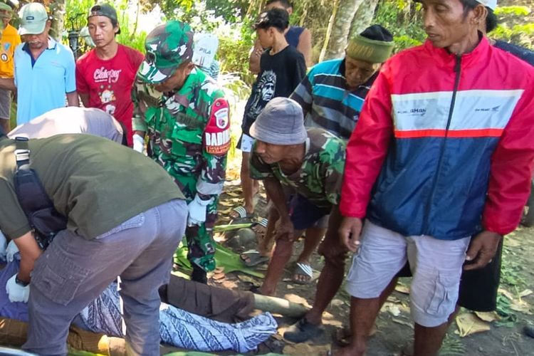 Pria di Lumajang Tewas Tertimpa Pohon yang Ditebangnya Sendiri