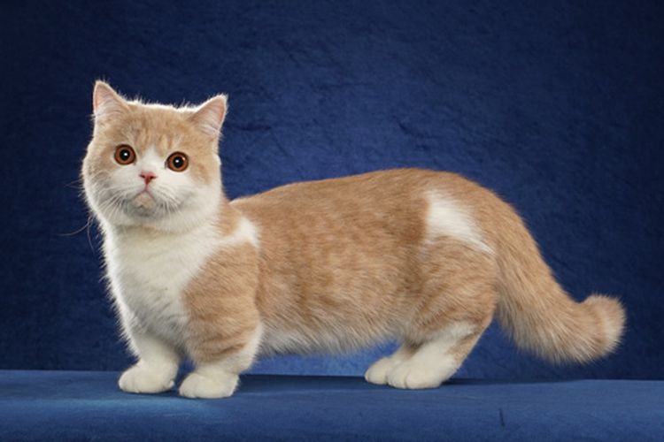Sejarah Ras Minuet, Kucing Mungil Berkaki Pendek yang Menggemaskan