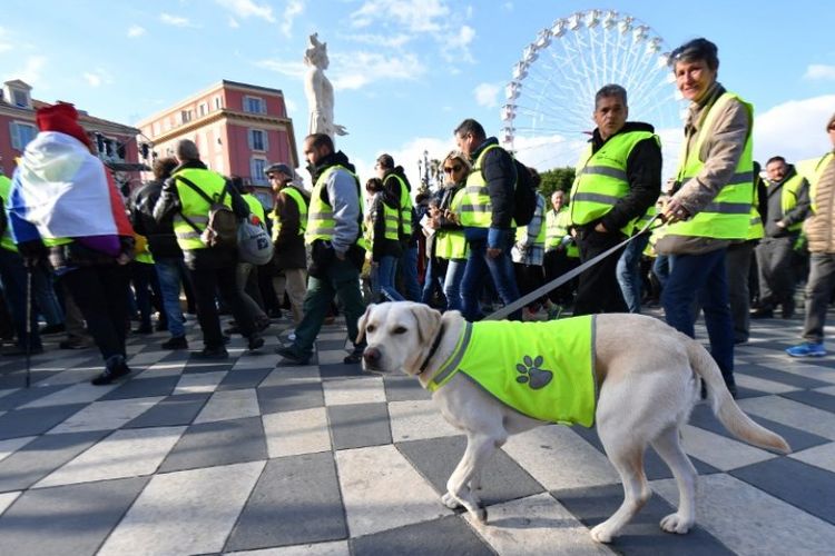 Demonstran dan seekor anjing mengenakan rompi kuning (Gilet jaune) selama aksi protes terhadap kenaikan harga bahan bakar dan biaya hidup, di Nice, Perancis, Sabtu (15/12/2018). (AFP/Yann Coatsaliou)