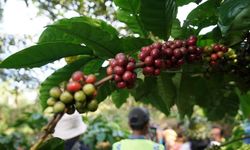 Dampak Perubahan Iklim: Sudah Telat Selamatkan Kopi, Cokelat, dan Anggur