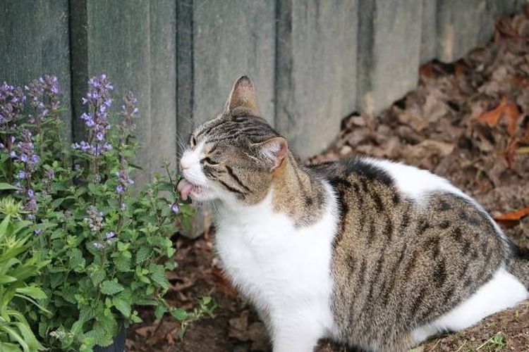 Ilustrasi kucing menjilat tanaman catnip.