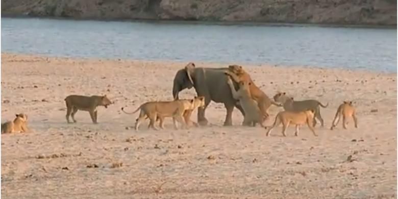 Seekor gajah berjuang melawan kawanan singa di Taman Nasional Luangwa Selatan di Zambia.