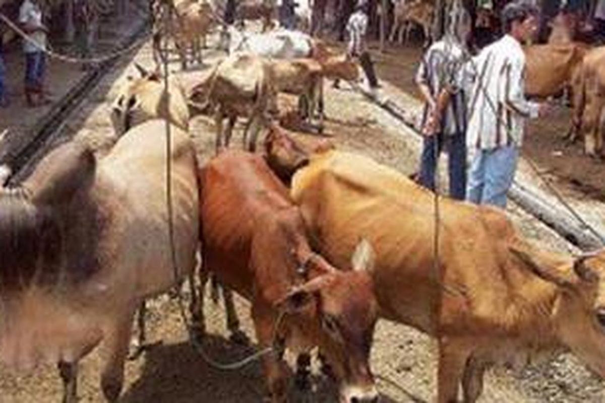 Aktivitas di Pasar Hewan Sibreh, Kabupaten Aceh Besar, Aceh, akhir Februari lalu. Pasar ini mengalami puncaknya saat transaksi jual-beli sapi yang digunakan untuk meugang, tradisi Aceh menjelang Ramadhan.