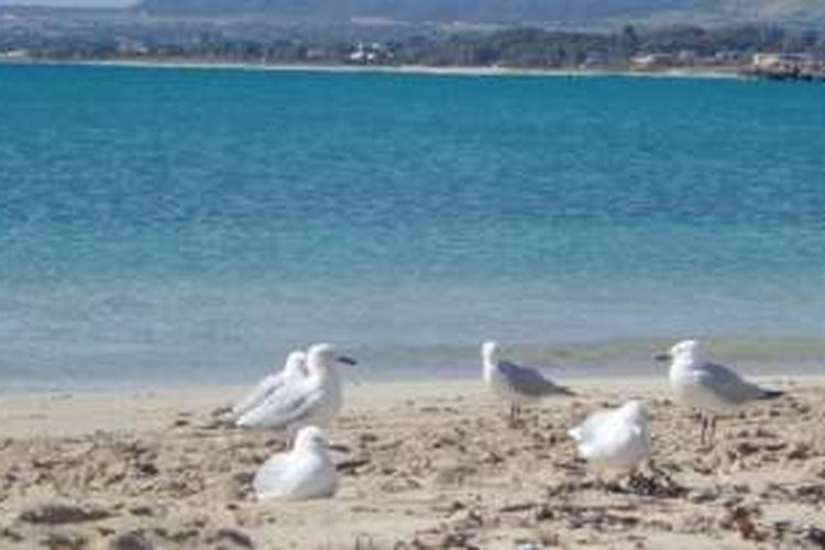 Burung-burung camar hinggap santai pada kawasan pantai di Kota Geraldton, Australia Barat.