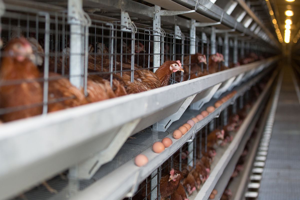 Ilustrasi peternakan ayam modern, kandang ayam yang kecil membuat ayam tidak bebas bergerak