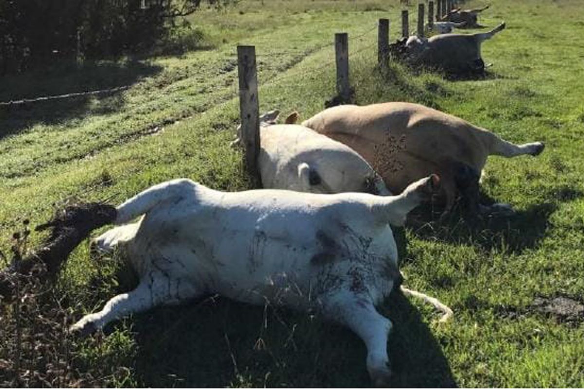 Enam sapi yang mati berjajar di Queensland, Australia