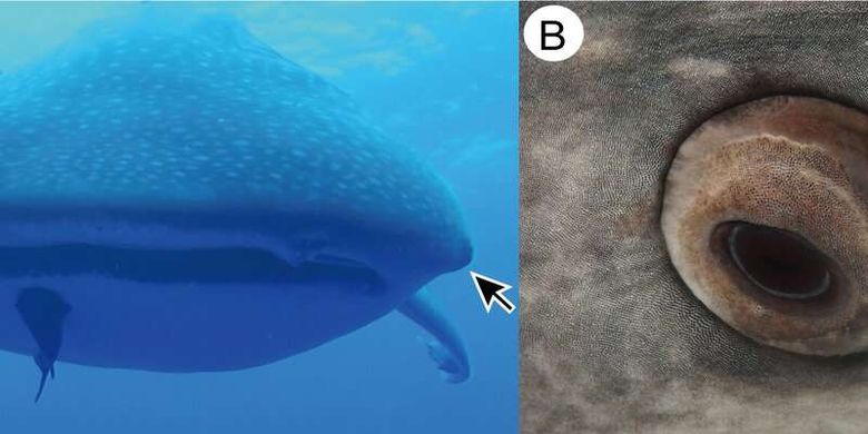 Mata hiu paus. Gambar A menunjukkan lokasi mata yang di sekitarnya terdapat 3.000 gigi kecil.