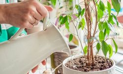 Tanaman Hias Bikin Ruangan Lebih Sejuk, Ini Alasannya