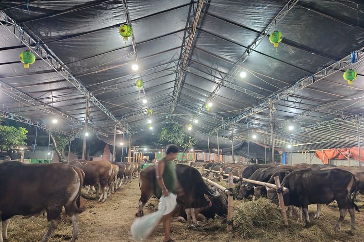 Jelang Idul Adha 2026, Peternak di Bekasi Ini Sukses Jual 2.901 Ekor Sapi Sampai Kekurangan Stok