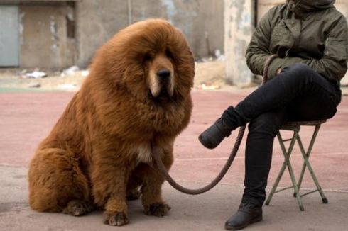 Singa di Sebuah Kebun Binatang China Ternyata Seekor Anjing