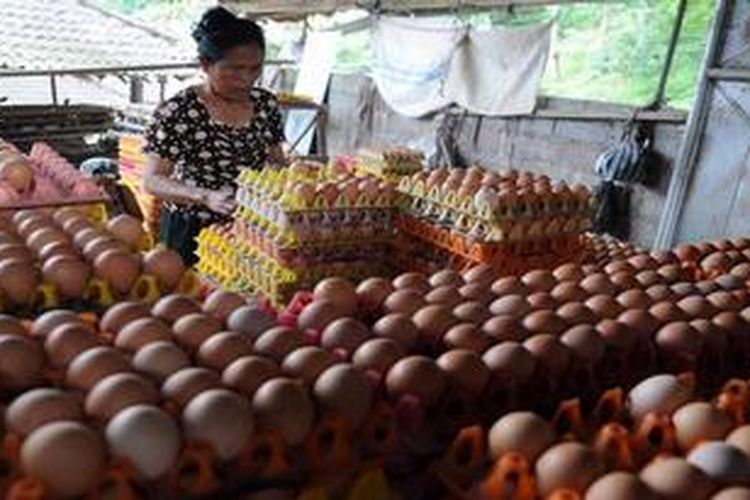 Peternak ayam, Rateb, memilah telur yang baru diambilnya dari kandang di Desa Jatiluwih, Kecamatan Penebel, Kabupaten Tabanan, Bali, Jumat (26/4/2013). Sejak seminggu terakhir harga telur tersebut naik dar Rp800 menjadi Rp950 perbutir.
