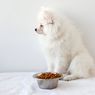 3 Penyebab Anjing Tidak Mau Makan dan Cara Mengatasinya