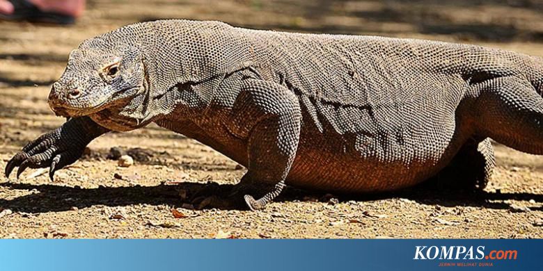 Komodo Kadal Raksasa Paling Berbahaya Di Dunia Halaman All