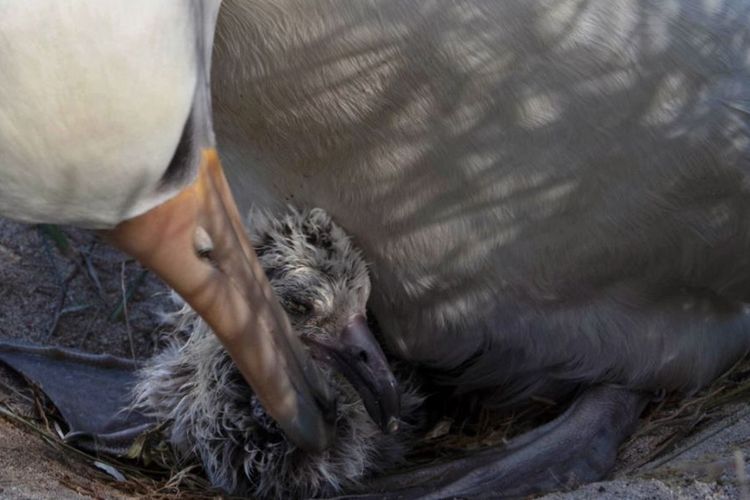 Wisdom, seekor albatros yang mendapat predikat sebagai burung tertua di dunia tengah mengurusi bayinya. Dia disebut mempunyai anak lagi pada Februari lalu di usia 70 tahun.