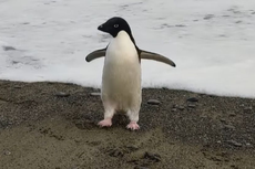Penguin Langka dari Antartika Tersesat 3.000 Km di Selandia Baru