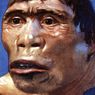Mengapa Pithecanthropus Erectus Disebut The Missing Link?