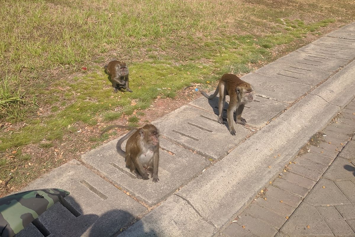 Kawanan monyet turun ke pinggir jalan PIK, Jakarta Utara untuk mengambil makanan yang diberikan warga yang melintas
