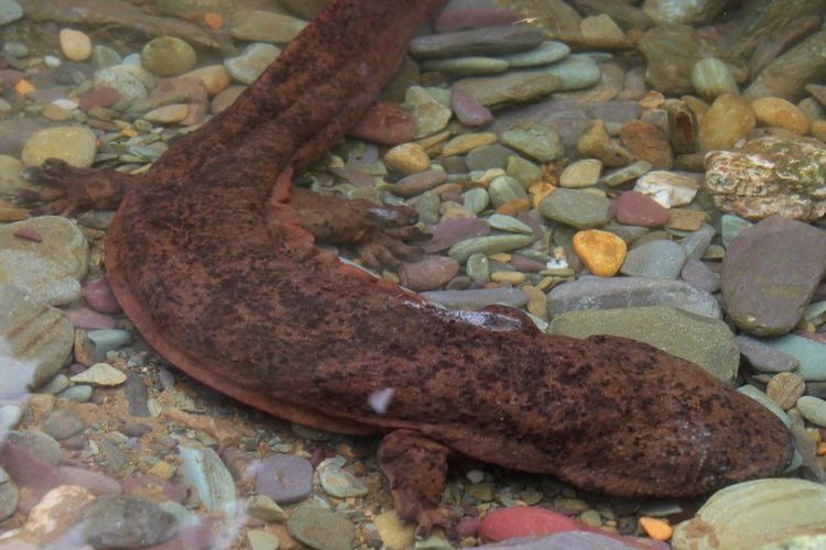 Salamander raksasa china, salamander terbesar yang terancam punah, karena banyak diburu untuk disantap sebagai makanan.